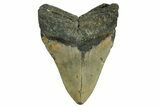 Fossil Megalodon Tooth - North Carolina #371303-2